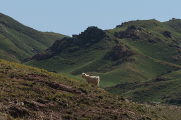 How to Choose Your First Investment Sweater: A Calm, Practical Guide to Cashmere That Lasts