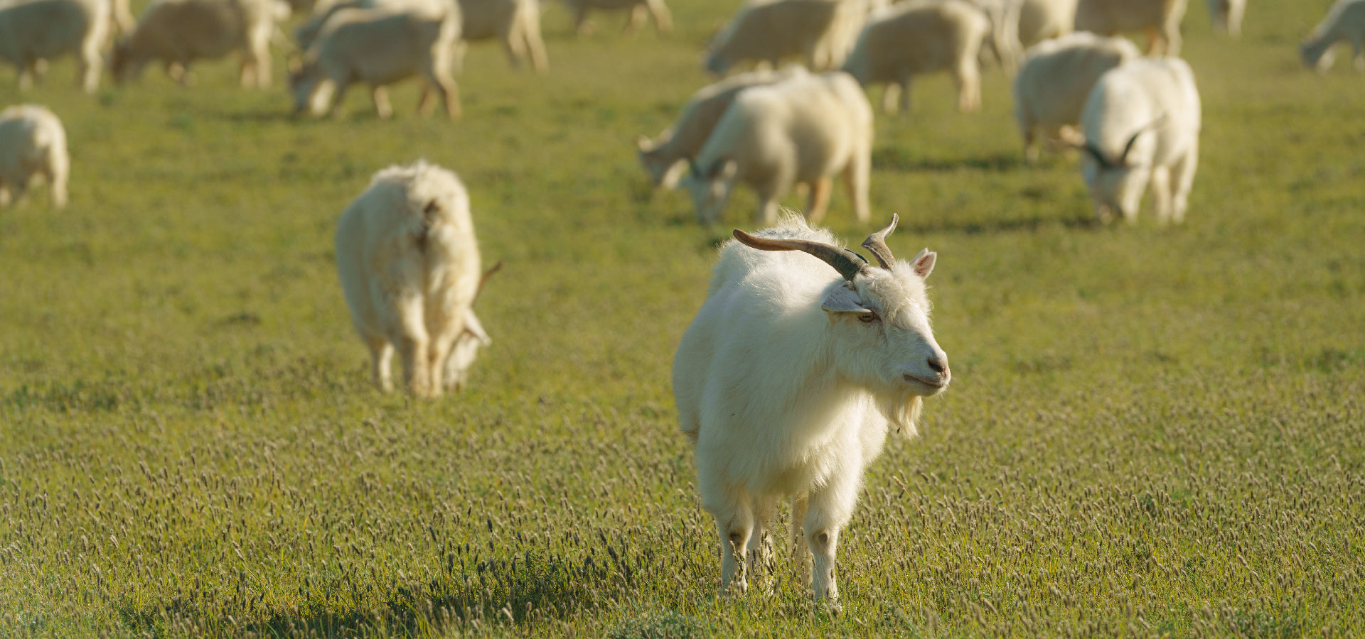 slider image slider_item_VX9LGD